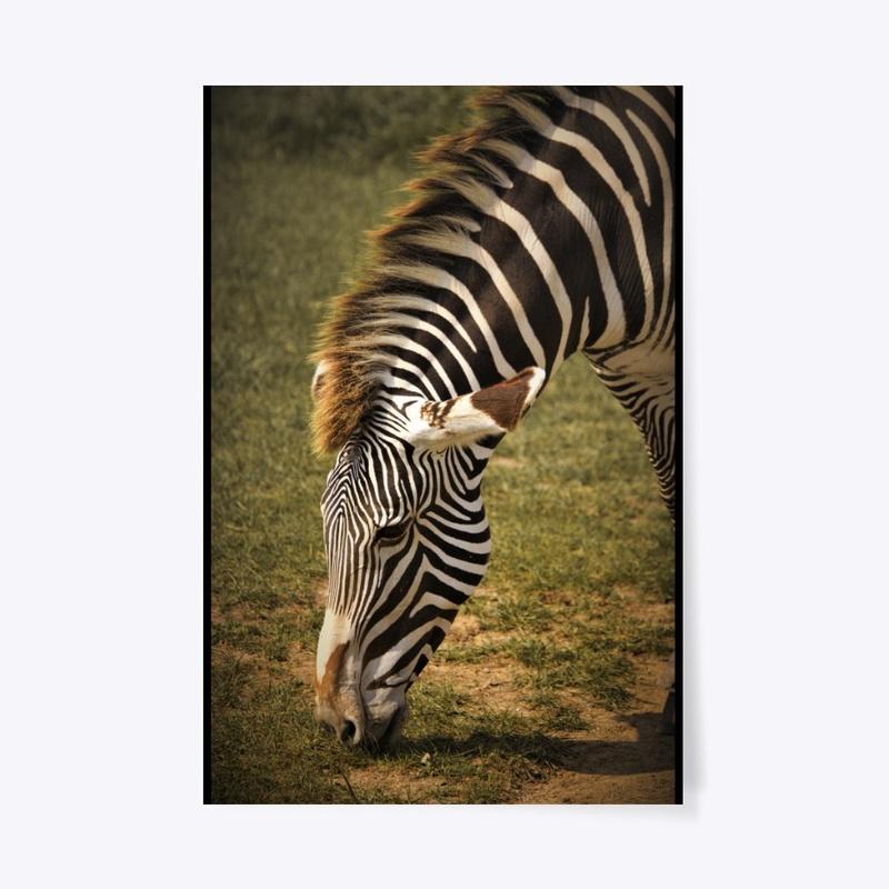 Grazing Zebra