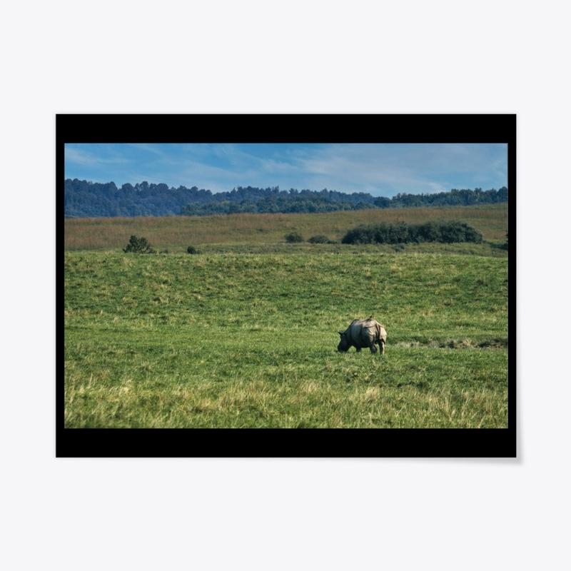 Rhino Grazing